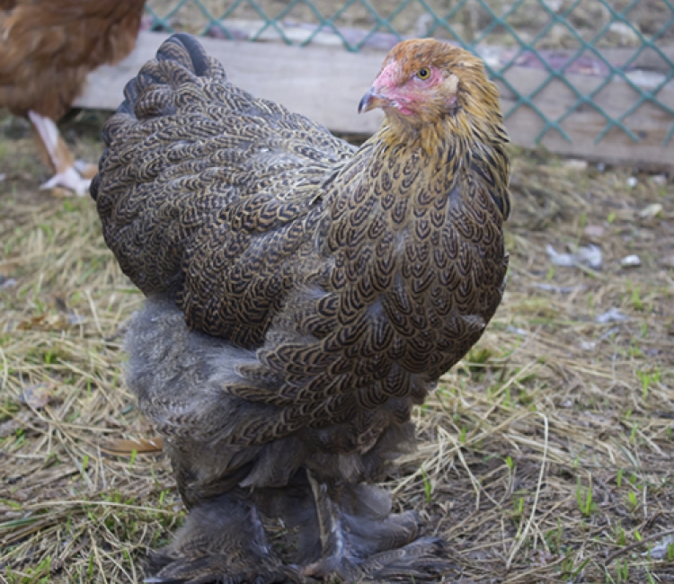 Brahma
